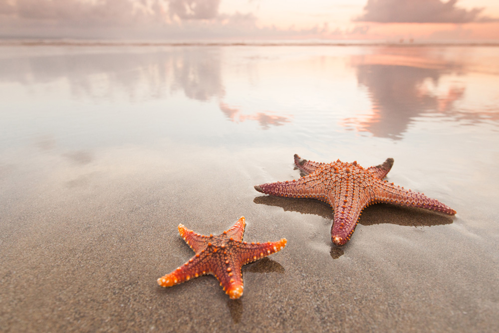 Starfish